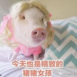 娱乐吃瓜酱肥猪猪,肥猪猪的趣味人生揭秘